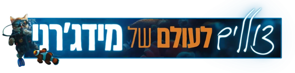 אנימציה למעלה.webp